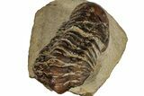 Bargain, Crotalocephalina Trilobite - Atchana, Morocco #261838-4